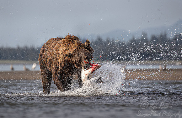 297 Brown Bear (Ursus arctos) - Katmai NP Alaska