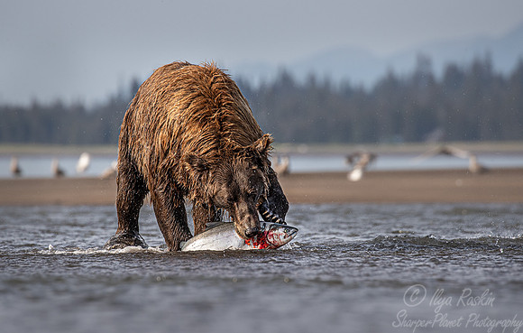 298 Brown Bear (Ursus arctos) - Katmai NP Alaska