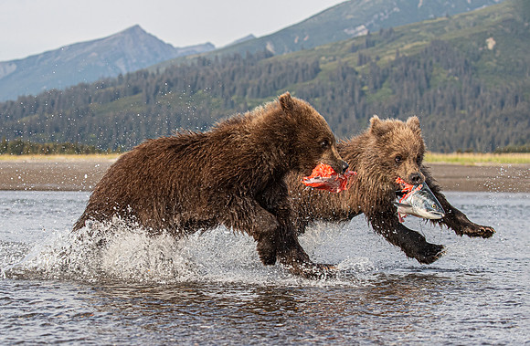 299 Brown Bear cubs (Ursus arctos) - Katai NP Alaska