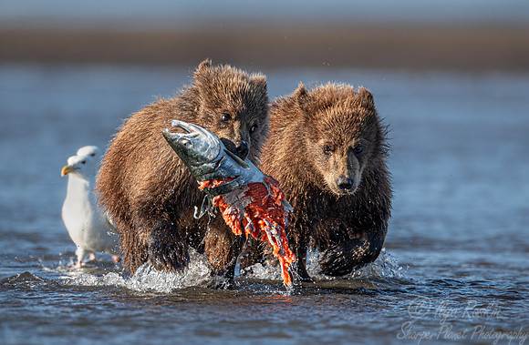 300 Brown Bear cubs (Ursus arctos) - Katmai NP Alaska