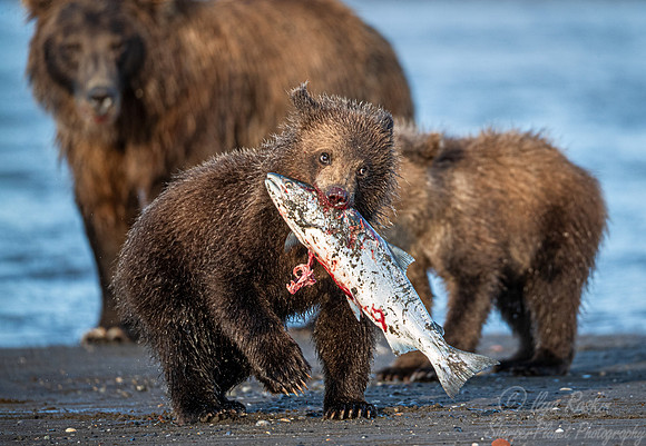 301 Brown Bears (Ursus arctos) - Katmai NP Alaska