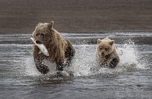 302 Brown Bears (Ursus arctos) - Katmai NP Alaska