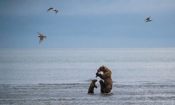 303 Brown Bears (Ursus arctos) - Katmai NP Alaska