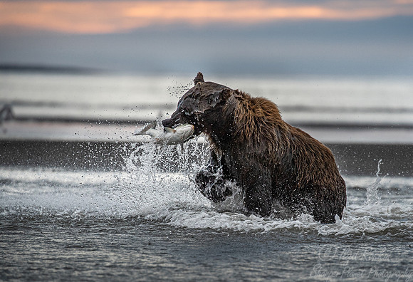 304 Brown Bear (Ursus arctos) - Katmai NP Alaska