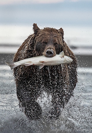 305 Brown Bear (Ursus arctos) - Katmai NP Alaska