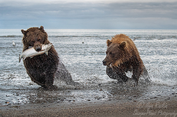 306 Brown Bears (Ursus arctos) - Katmai NP Alaska