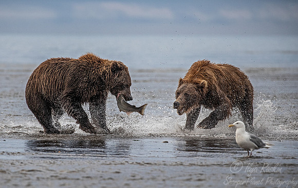 307 Brown Bears (Ursus arctos) - Katmai NP Alaska