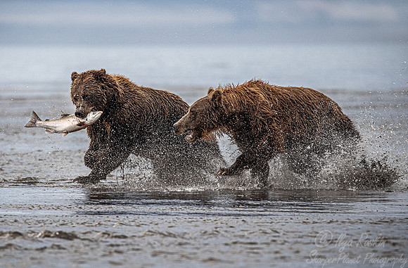 308 Brown Bears (Ursus arctos) - Katmai NP Alaska