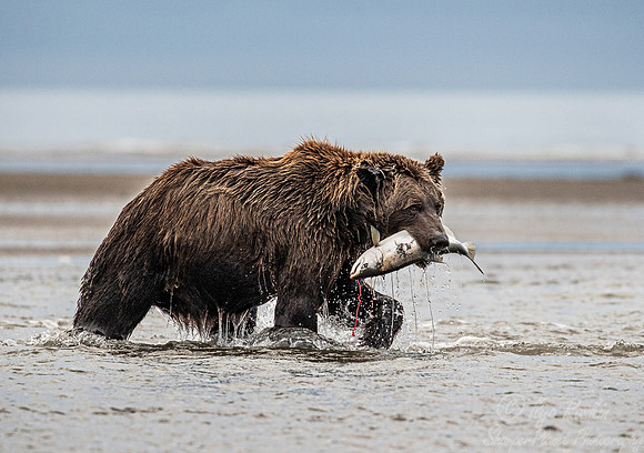 309 Brown Bear (Ursus arctos) - Katmai NP Alaska