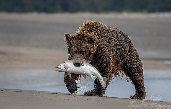 310 Brown Bear (Ursus arctos) - Katmai NP Alaska