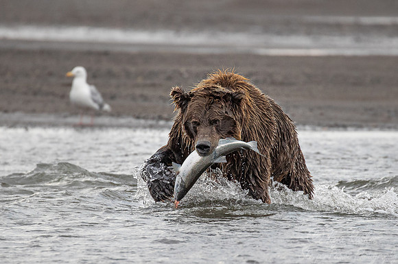 311 Brown Bear (Ursus arctos) - Katmai NP Alaska