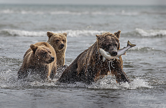 312 Brown Bears (Ursus arctos) - Katmai NP Alaska