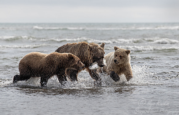 313 Brown Bears (Ursus arctos) - Katmai NP Alaska