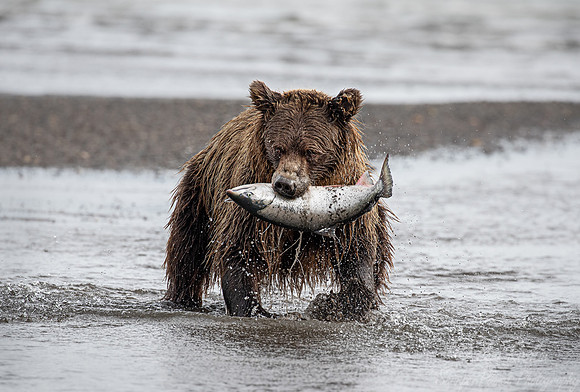 314 Brown Bear (Ursus arctos) - Katmai NP Alaska