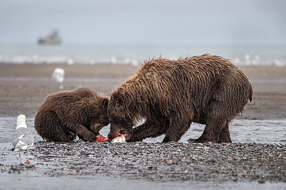 315 Brown Bears (Ursus arctos) - Katmai NP Alaska