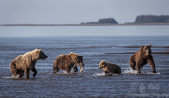 316 Brown Bears (Ursus arctos) - Katmai NP Alaska