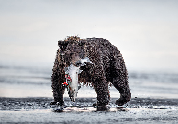 317 Brown Bear (Ursus arctos) - Katmai NP Alaska