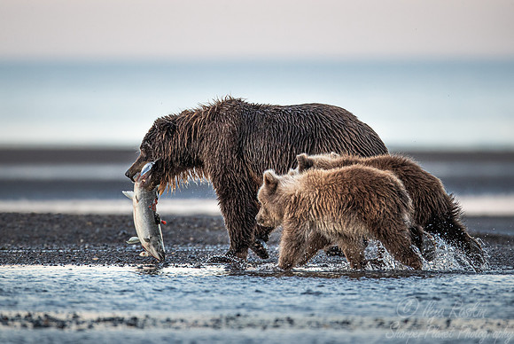 318 Brown Bears (Ursus arctos) - Katmai NP Alaska