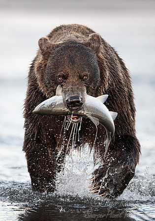 319 Brown Bear (Ursus arctos) - Katmai NP Alaska