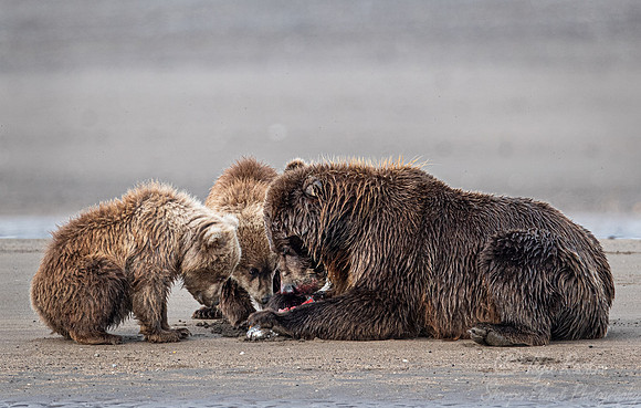 320 Brown Bears (Ursus arctos) - Katmai NP Alaska