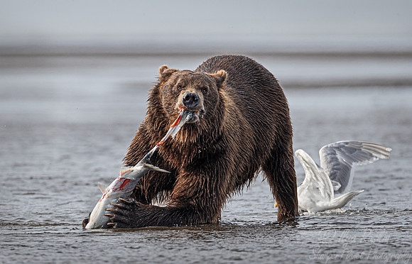 321 Brown Bear (Ursus arctos) - Katmai NP Alaska