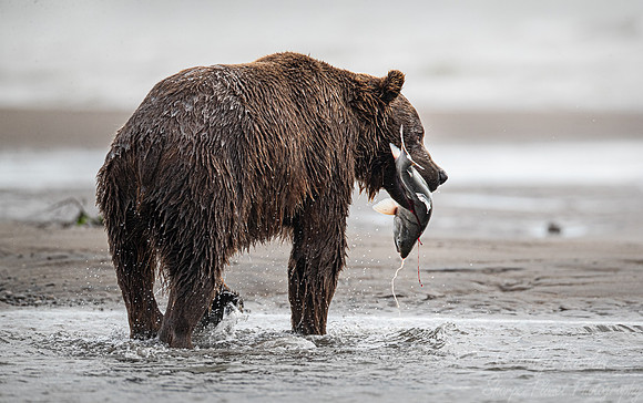 322 Brown Bear (Ursus arctos) - Katmai NP Alaska