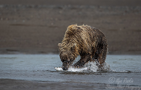 323 Brown Bear (Ursus arctos) - Katmai NP Alaska