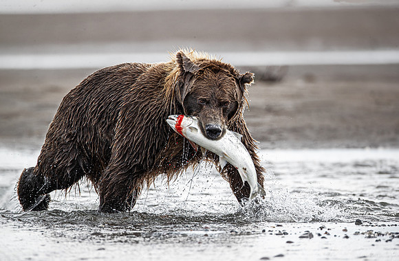 324 Brown Bear (Ursus arctos) - Katmai NP Alaska