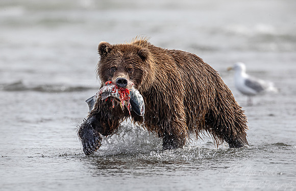325 Brown Bear (Ursus arctos) - Katmai NP Alaska