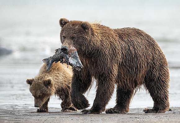 326 Brown Bears (Ursus arctos) - Katmai NP Alaska