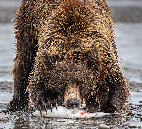 327 Brown Bear (Ursus arctos) - Katmai NP Alaska