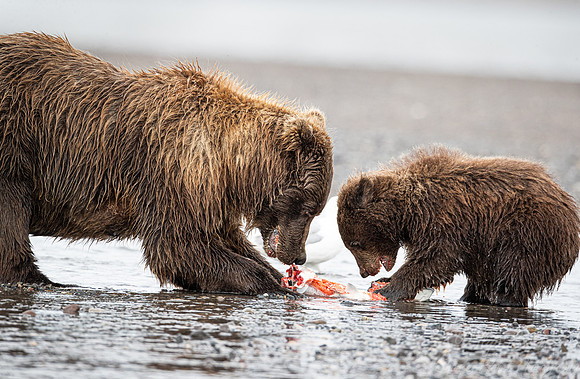 328 Brown Bears (Ursus arctos) - Katmai NP Alaska