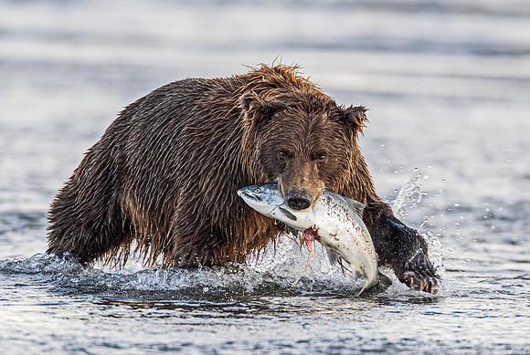 329 Brown Bear (Ursus arctos) - Katmai NP Alaska