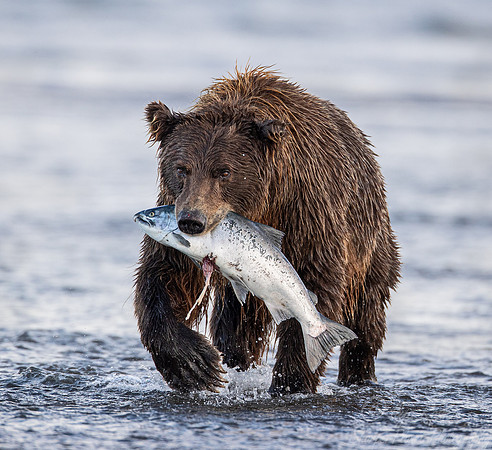 330 Brown Bear (Ursus arctos) - Katmai NP Alaska