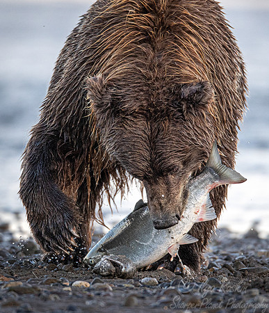 331 Brown Bear (Ursus arctos) - Katmai NP Alaska