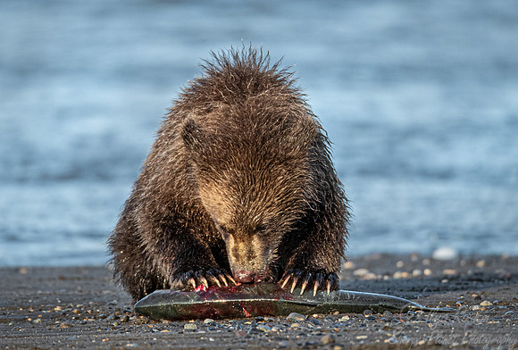 332 Brown Bear cub (Ursus arctos) - Katmai NP Alaska