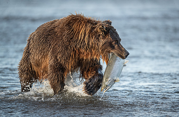 333 Brown Bear (Ursus arctos) - Katmai NP Alaska