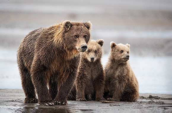 334 Brown Bears (Ursus arctos) - Katmai NP Alaska