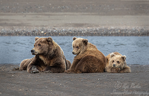 335 Brown Bears (Ursus arctos) - Katmai NP Alaska