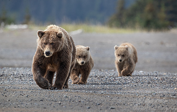 336 Brown Bears (Ursus arctos) - Katmai NP Alaska