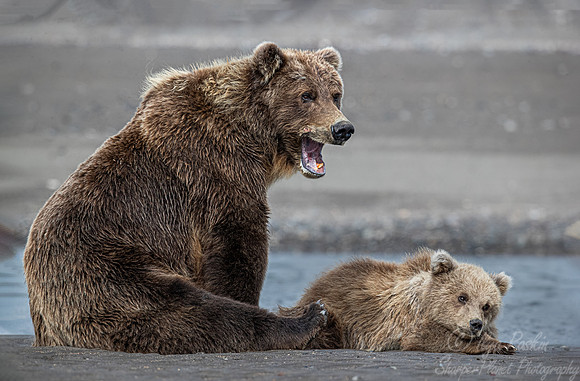 337 Brown Bears (Ursus arctos) - Katmai NP Alaska