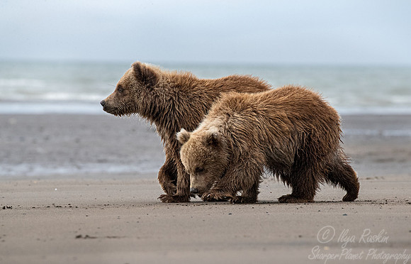 338 Brown Bear cubs (Ursus arctos) - Katmai NP Alaska