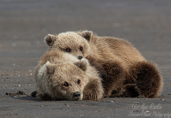 339 Brown Bear cubs (Ursus arctos) - Katmai NP Alaska