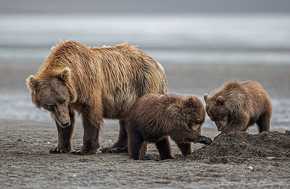 340 Brown Bear with cubs (Ursus arctos) - Katmai NP Alaska