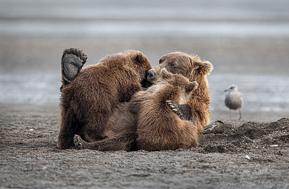 341 Brown Bear feeding cubs (Ursus arctos) - Katmai NP Alaska
