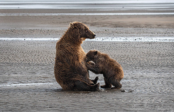 342 Brown Bear with cub (Ursus arctos) - Katmai NP Alaska