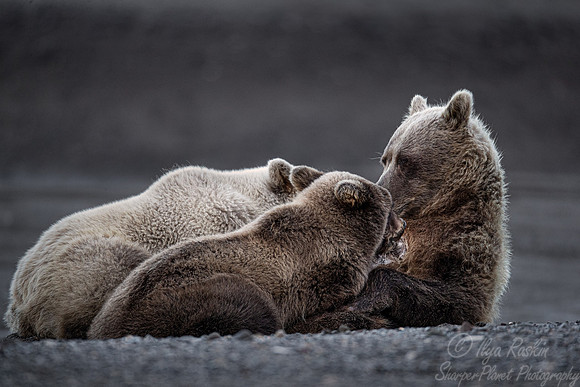 343 Brown Bear feeding cubs (Ursus arctos) - Katmai NP Alaska