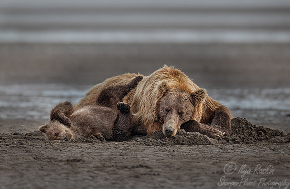 344 Brown Bear with cub (Ursus arctos) - Katmai NP Alaska