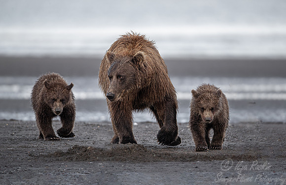 345 Brown Bear with cubs (Ursus arctos) - Katmai NP Alaska