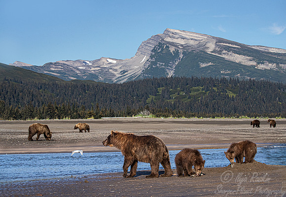346 Brown Bears (Ursus arctos) - Katmai NP Alaska